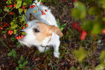 JACK RUSSELL DOG SMELLING ROWAN BERRIES ON AUTUMN BACKGROUND
