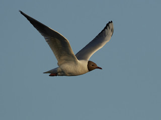 Black-headed gull (Chroicocephalus ridibundus)