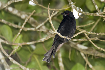 Black Drongo perching in Buvama Crocodile park Kampala, Uganda