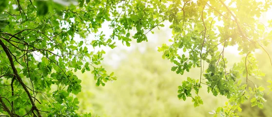 Cercles muraux Arbres Fond de feuilles de chêne en été avec une belle lumière du soleil. Feuillage vert