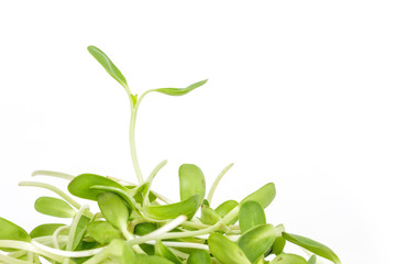 green seed sprout germination growth ecology on white background