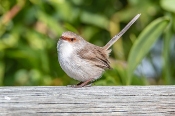 Superb Fairy-wren