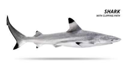 Shark isolated on white background. Blacktip fish. ( Clipping path )
