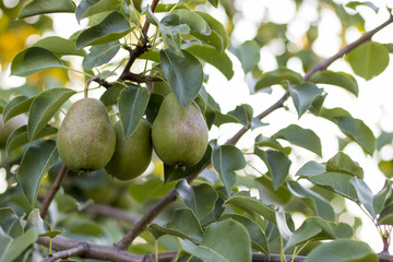 Beautiful natural pears weigh on a pear tree, twigs and leaves