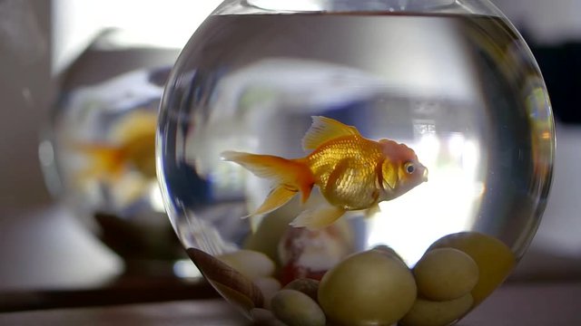 Adult Goldfish Close Up Breathing, Slow Motion Underwater Shot In Home Aquarium