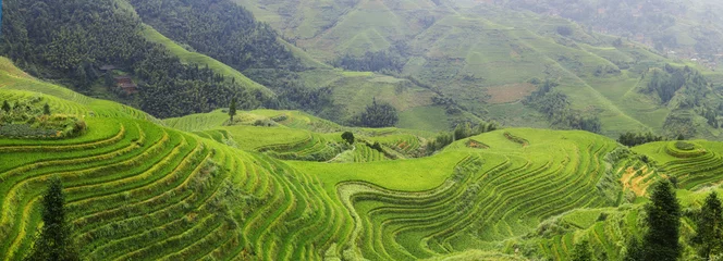 Photo sur Plexiglas Rizières Terrasse de riz déposée dans la campagne de Dazhai, province du Shanxi, Chine