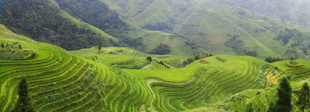 Rice filed terrace in the countryside of Dazhai ,Shanxi province ,China	