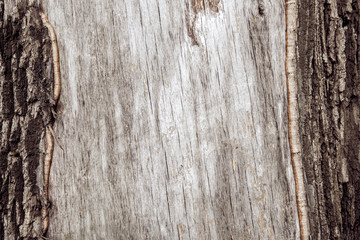 fragment of the bark of oak