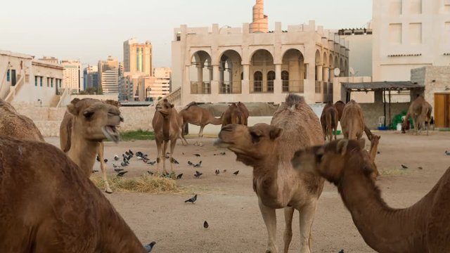 Timelapse of camels eating in Souq Wakif, Doha, Qatar