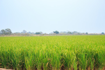 rice field growth sky nature landscape background