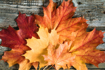 Maple leaves over rustic wooden background. The concept of fall and november.