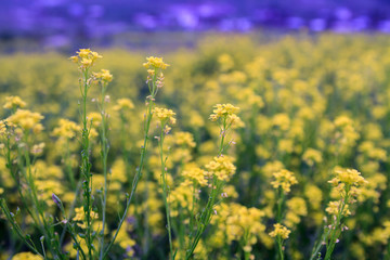 Fototapeta premium Flowers
