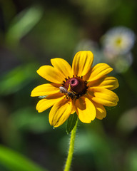 Another coneflower and honey bee in the Catskill Mountains!