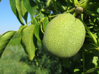 Green walnut growing on a tree. Young walnut on the branch with leaves in summer