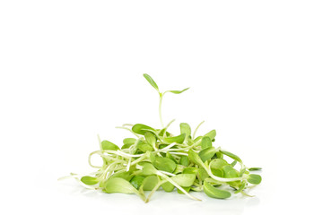 green seed sprout sunflower germination growth ecology on white background