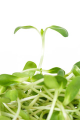 green seed sprout sunflower germination growth ecology on white background