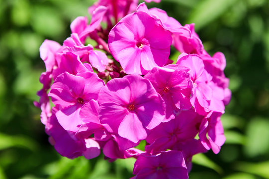 Pinke Rosengeranienbl&uuml;te - Pelargonium capitatum