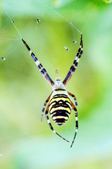 Wasp spider (Argiope bruennichi) on his web.