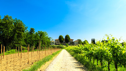 Fototapeta na wymiar The fields of Friuli Venezia-Giulia cultivated with grapevines