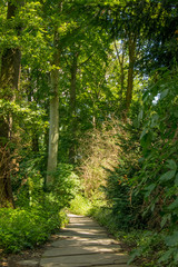 Pfad im Englischer Garten - Tiergarten Berlins