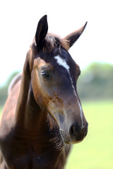 Head of a young thoroughbred horse on the summer meadow