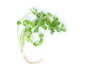 parsley vegetable ingredient herb nature on white background
