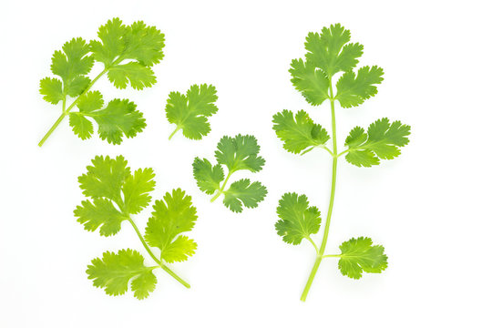 parsley leaf vegetable ingredient herb nature on white background