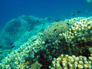 Sealife of Tranquility Island, Efate, Vanuatu