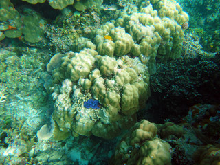 Sealife of Tranquility Island, Efate, Vanuatu