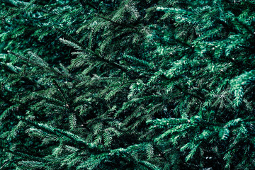 Fototapeta na wymiar background texture of green branches of Christmas tree