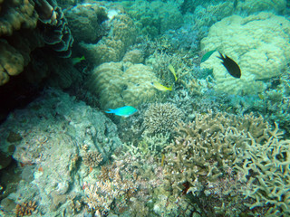 Fototapeta na wymiar Sealife of Tranquility Island, Efate, Vanuatu