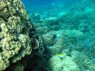 Sealife of Tranquility Island, Efate, Vanuatu