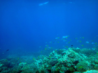 Naklejka na ściany i meble Sealife of Tranquility Island, Efate, Vanuatu