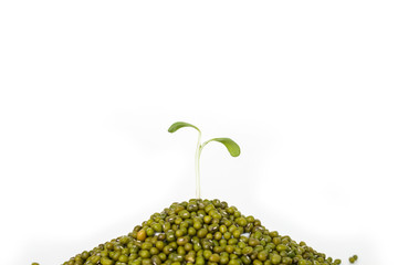 green tree sprout plants growing hope ecology green bean on white background