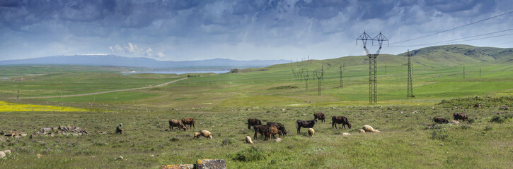 Naklejka na ściany i meble Armenia - shepherd with sheep on the background high-altitude lines and mountains