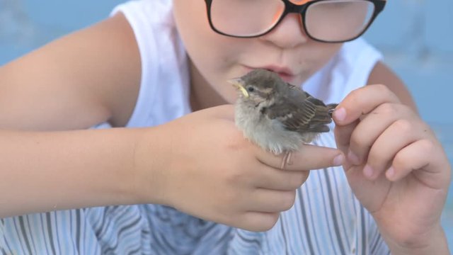 Children caught the sparrow and looked at it in their hands. The concept of respect for nature and animals.