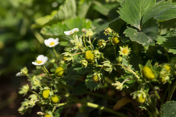 bushes of strawberries blooming in the garden. close-up