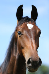 Fototapeta premium Head of a young thoroughbred horse on the summer meadow