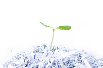 seed sprout growth recycle protect environment nature on white background