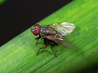 Macro Photo of House Fly on Green Leaf