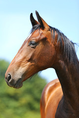 Fototapeta premium Head of a young thoroughbred horse on the summer meadow