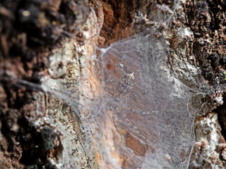 Macro Photo of Tiny Spider in The Web on Tree Bark