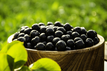 chokeberry in a wooden bowl in the morning garden