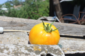 Yellow tomato on the roof.