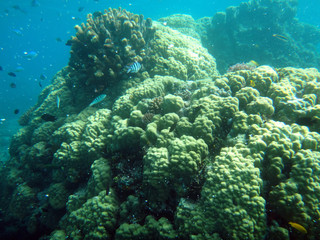 Sealife of Tranquility Island, Efate, Vanuatu