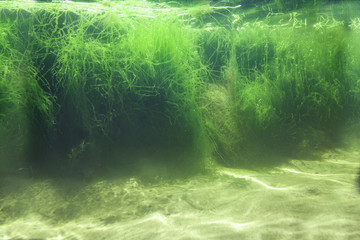 Thickets of macroalga Ulva intestinalis. The underwater part of the rock rock, covered with algae and illuminated by the sun.