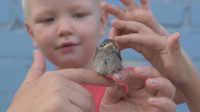 Slender girl with children caught sparrow chick and looked at him in her arms. Mother shows the children careful attitude to nature and animals