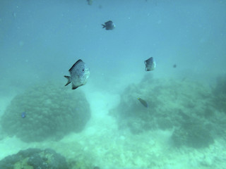 Sealife of Port Vila Harbor, Efate, Vanuatu
