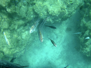 Sealife of Port Vila Harbor, Efate, Vanuatu