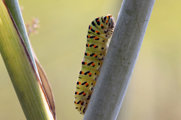 Caterpillar, Macaone, Papilo Machaon, bruco